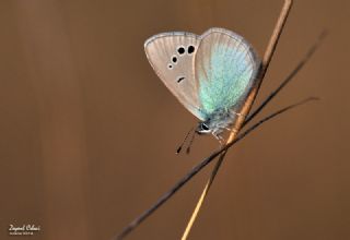 Karagz Mavisi (Glaucopsyche alexis)