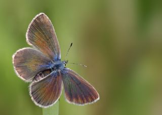 Karagz Mavisi (Glaucopsyche alexis)