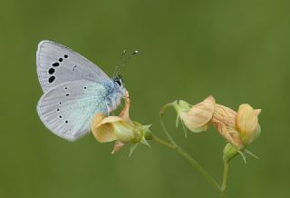 Karagz Mavisi (Glaucopsyche alexis)