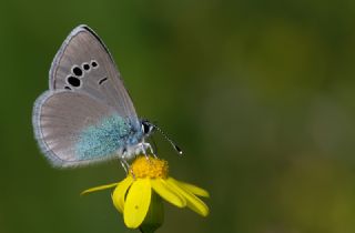 Karagz Mavisi (Glaucopsyche alexis)