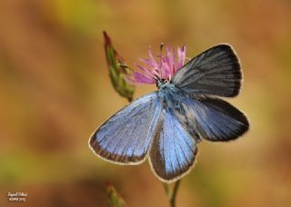 Karagz Mavisi (Glaucopsyche alexis)