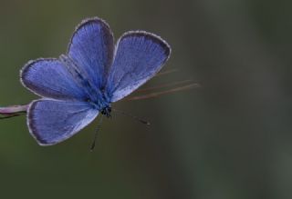 Karagz Mavisi (Glaucopsyche alexis)