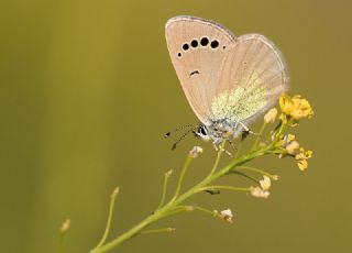 Karagz Mavisi (Glaucopsyche alexis)