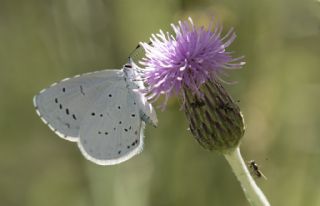 Kutsal Mavi (Celastrina argiolus)