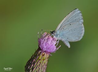 Kutsal Mavi (Celastrina argiolus)