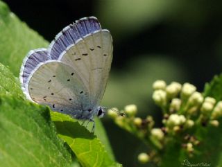 Kutsal Mavi (Celastrina argiolus)
