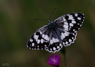Anadolu Melikesi&nbsp;(Melanargia&nbsp;larissa)