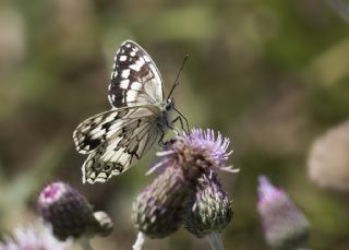 Anadolu Melikesi (Melanargia larissa)