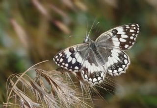 Anadolu Melikesi (Melanargia larissa)