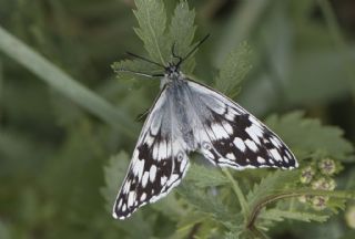 Anadolu Melikesi (Melanargia larissa)