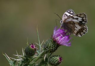 Anadolu Melikesi (Melanargia larissa)
