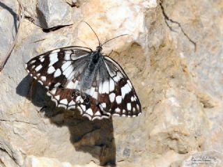Anadolu Melikesi (Melanargia larissa)