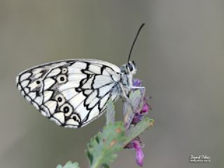 Anadolu Melikesi (Melanargia larissa)