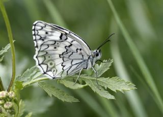 Anadolu Melikesi (Melanargia larissa)