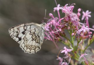 Anadolu Melikesi&nbsp;(Melanargia&nbsp;larissa)