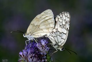 Anadolu Melikesi (Melanargia larissa)