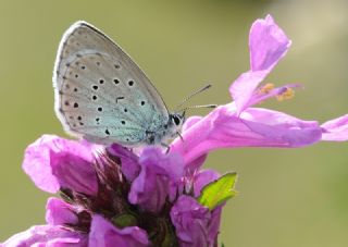 B�y�k Korubeni&nbsp;(Phengaris&nbsp;arion)