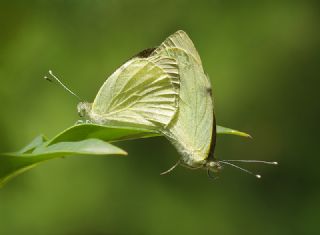 Byk Beyazmelek  (Pieris brassicae)