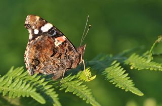 Atalanta (Vanessa atalanta)