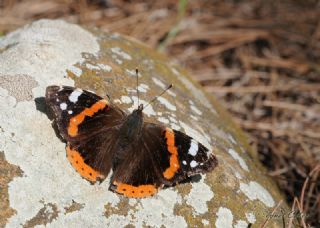 Atalanta (Vanessa atalanta)