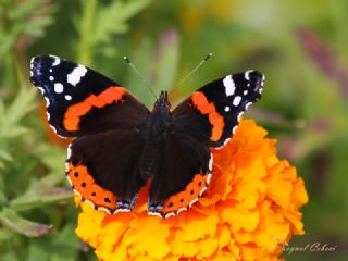 Atalanta (Vanessa atalanta)