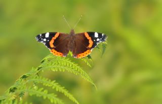 Atalanta (Vanessa atalanta)