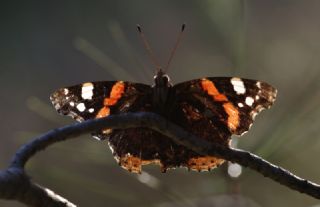 Atalanta&nbsp;(Vanessa&nbsp;atalanta)