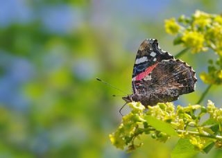 Atalanta (Vanessa atalanta)