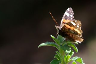 Atalanta (Vanessa atalanta)