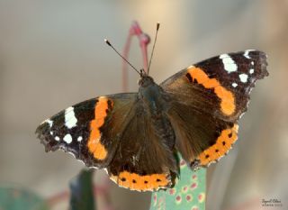 Atalanta (Vanessa atalanta)