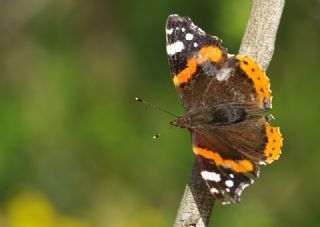 Atalanta (Vanessa atalanta)