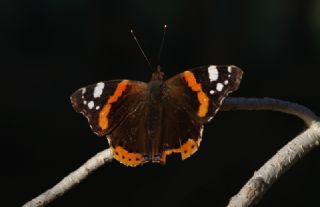 Atalanta&nbsp;(Vanessa&nbsp;atalanta)