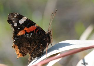 Atalanta (Vanessa atalanta)