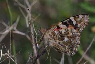 Diken Kelebei (Vanessa cardui)