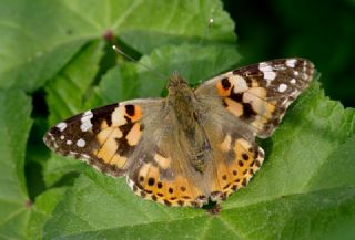 Diken Kelebei (Vanessa cardui)