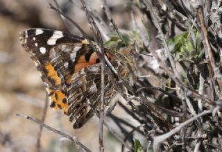 Diken Kelebei (Vanessa cardui)