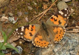 Diken Kelebei (Vanessa cardui)