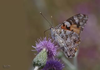 Diken Kelebei (Vanessa cardui)