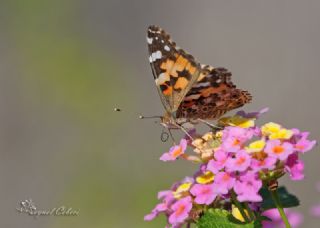 Diken Kelebei (Vanessa cardui)