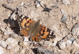 Diken Kelebei (Vanessa cardui)