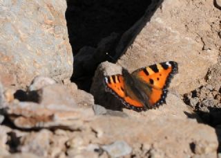 Aglais&nbsp;(Aglais&nbsp;urticae)