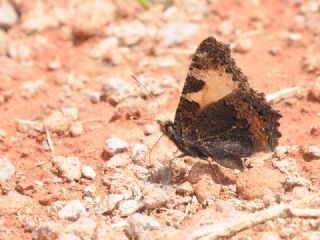 Aglais&nbsp;(Aglais&nbsp;urticae)