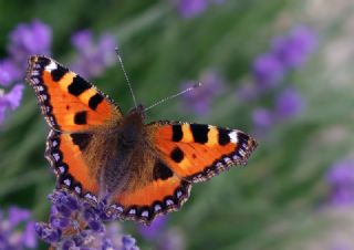 Aglais (Aglais urticae)