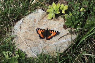 Aglais (Aglais urticae)