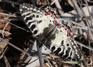 Orman Fistosu (Allancastria  cerisyi)