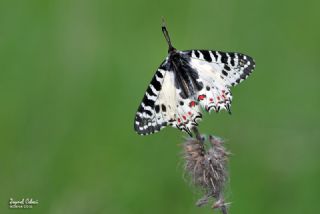 Orman Fistosu (Allancastria  cerisyi)