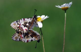Orman Fistosu (Allancastria  cerisyi)