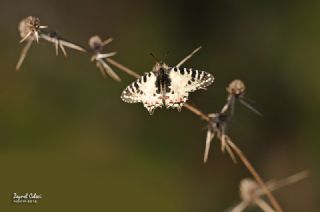 Orman Fistosu (Allancastria  cerisyi)