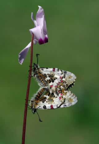 Orman Fistosu (Allancastria  cerisyi)