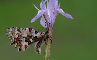 Orman Fistosu (Allancastria  cerisyi)